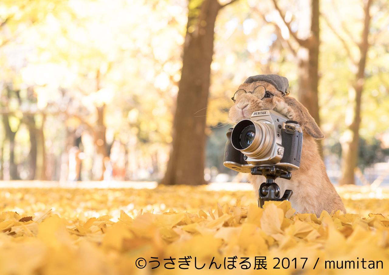 画像5: 「うさぎしんぼる展 2017」インスタ界“神うさぎ”などモフ&モキュ作品300点展示!