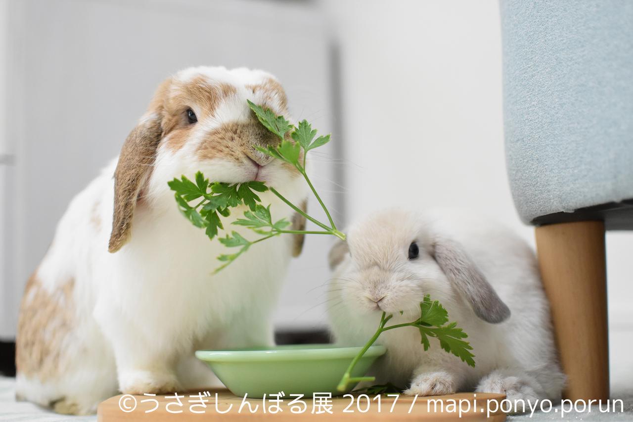 画像6: 「うさぎしんぼる展 2017」インスタ界“神うさぎ”などモフ&モキュ作品300点展示!