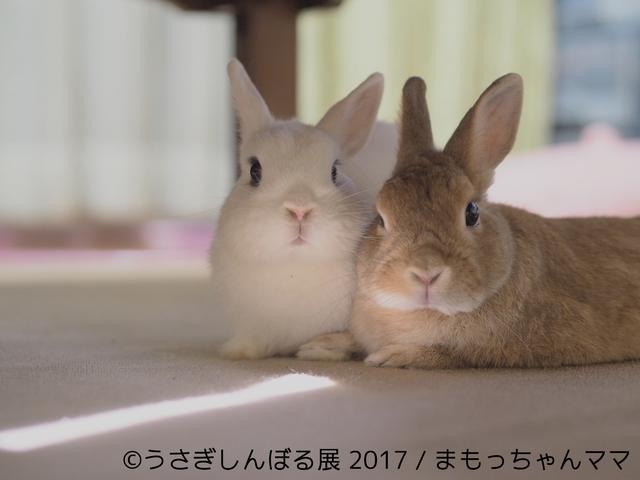 画像9: 「うさぎしんぼる展 2017」インスタ界“神うさぎ”などモフ&モキュ作品300点展示!