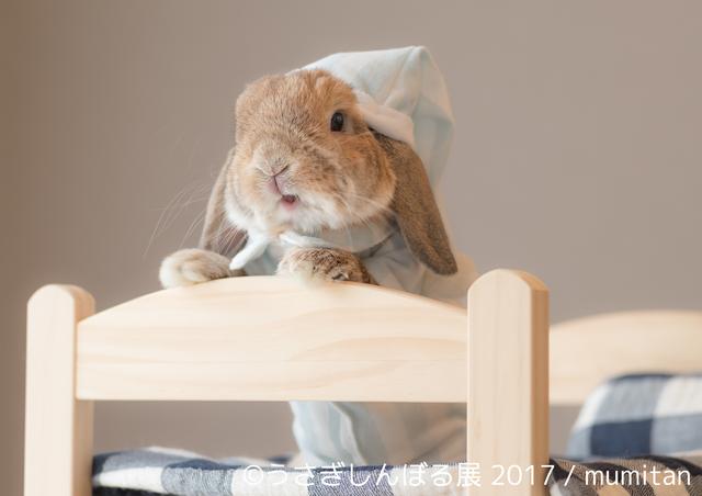 画像2: 「うさぎしんぼる展 2017」インスタ界“神うさぎ”などモフ&モキュ作品300点展示!