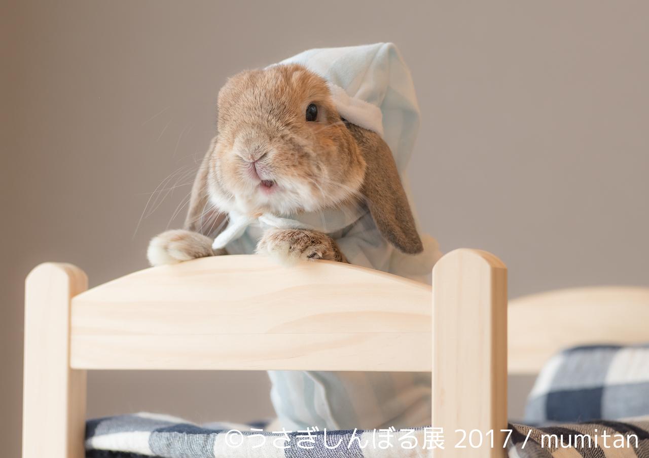 画像2: 「うさぎしんぼる展 2017」インスタ界“神うさぎ”などモフ&モキュ作品300点展示!