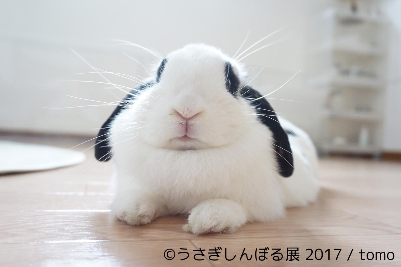 画像7: 「うさぎしんぼる展 2017」インスタ界“神うさぎ”などモフ&モキュ作品300点展示!