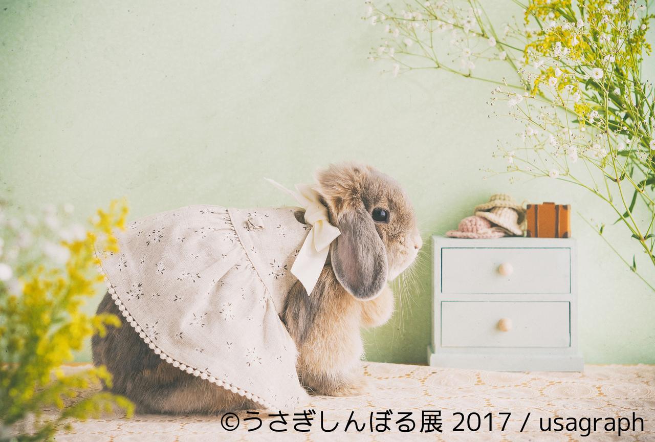 画像8: 「うさぎしんぼる展 2017」インスタ界“神うさぎ”などモフ&モキュ作品300点展示!