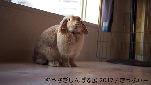 画像10: 「うさぎしんぼる展 2017」インスタ界“神うさぎ”などモフ&モキュ作品300点展示!