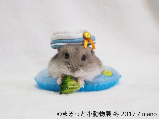 画像2: 「まるっと小動物展」見どころ
