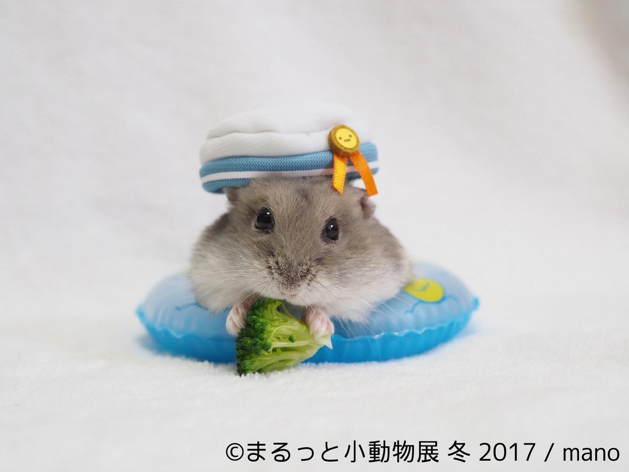 画像2: 「まるっと小動物展」見どころ