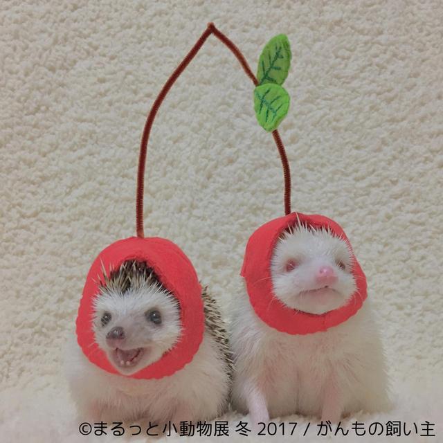 画像3: 「まるっと小動物展」見どころ