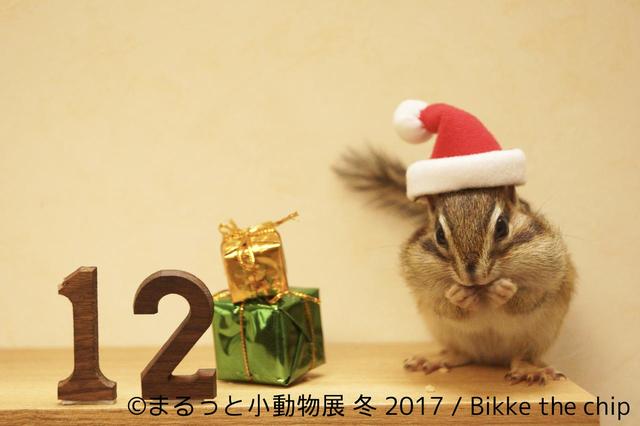 画像1: 世界中が注目するハリネズミ初登場