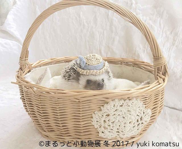 画像6: 「まるっと小動物展」見どころ
