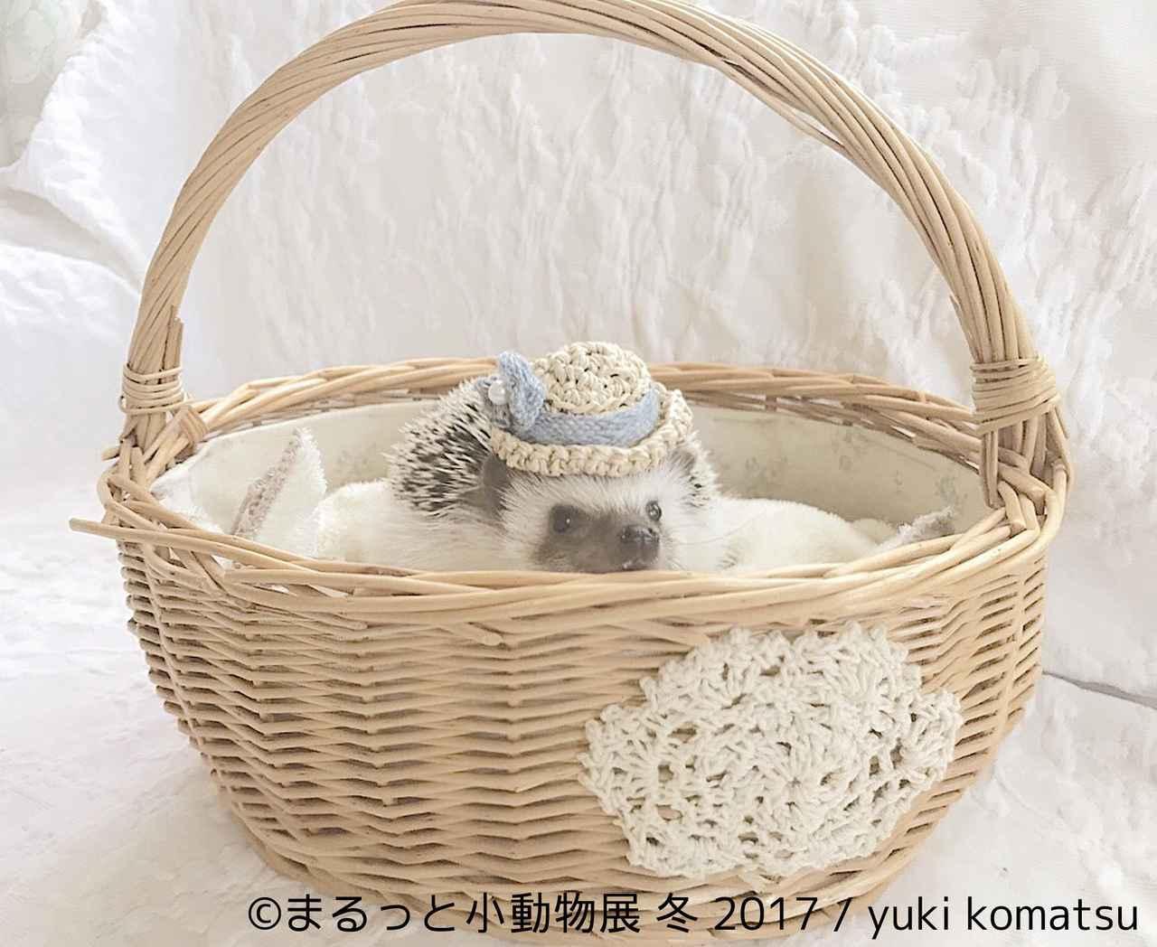 画像6: 「まるっと小動物展」見どころ