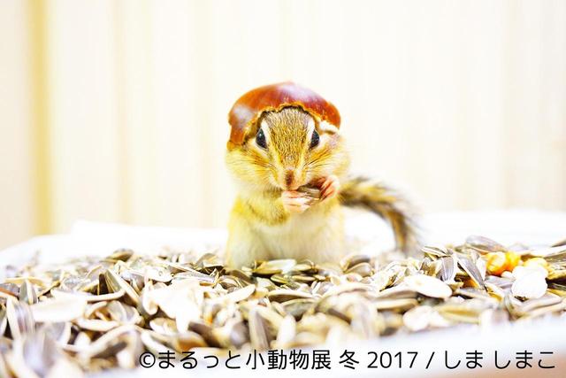 画像8: 「まるっと小動物展」見どころ