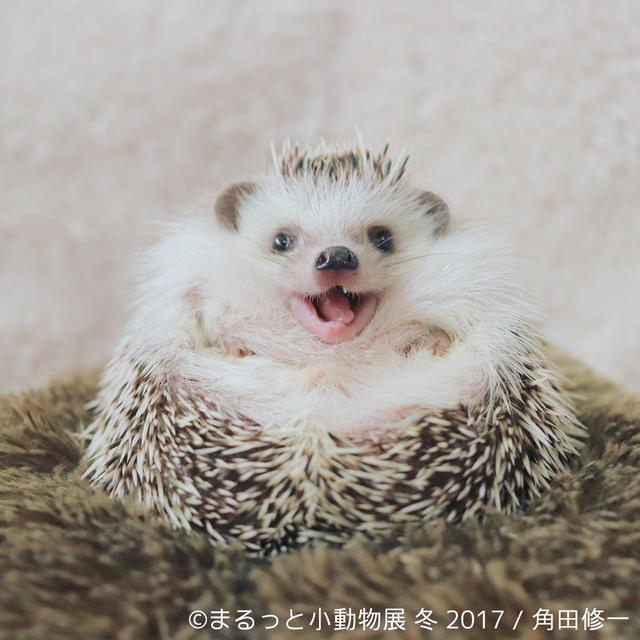 画像10: 「まるっと小動物展」見どころ