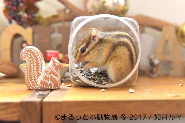画像2: 世界中が注目するハリネズミ初登場