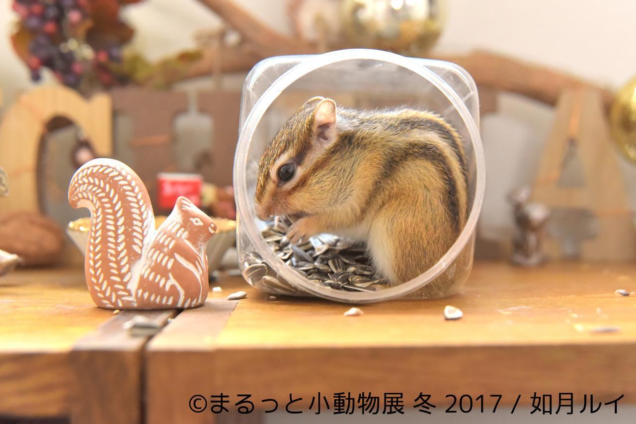 画像2: 世界中が注目するハリネズミ初登場