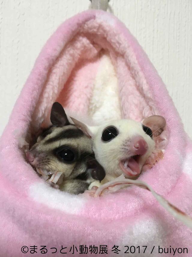 画像5: 「まるっと小動物展」見どころ