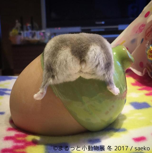 画像4: 「まるっと小動物展」見どころ