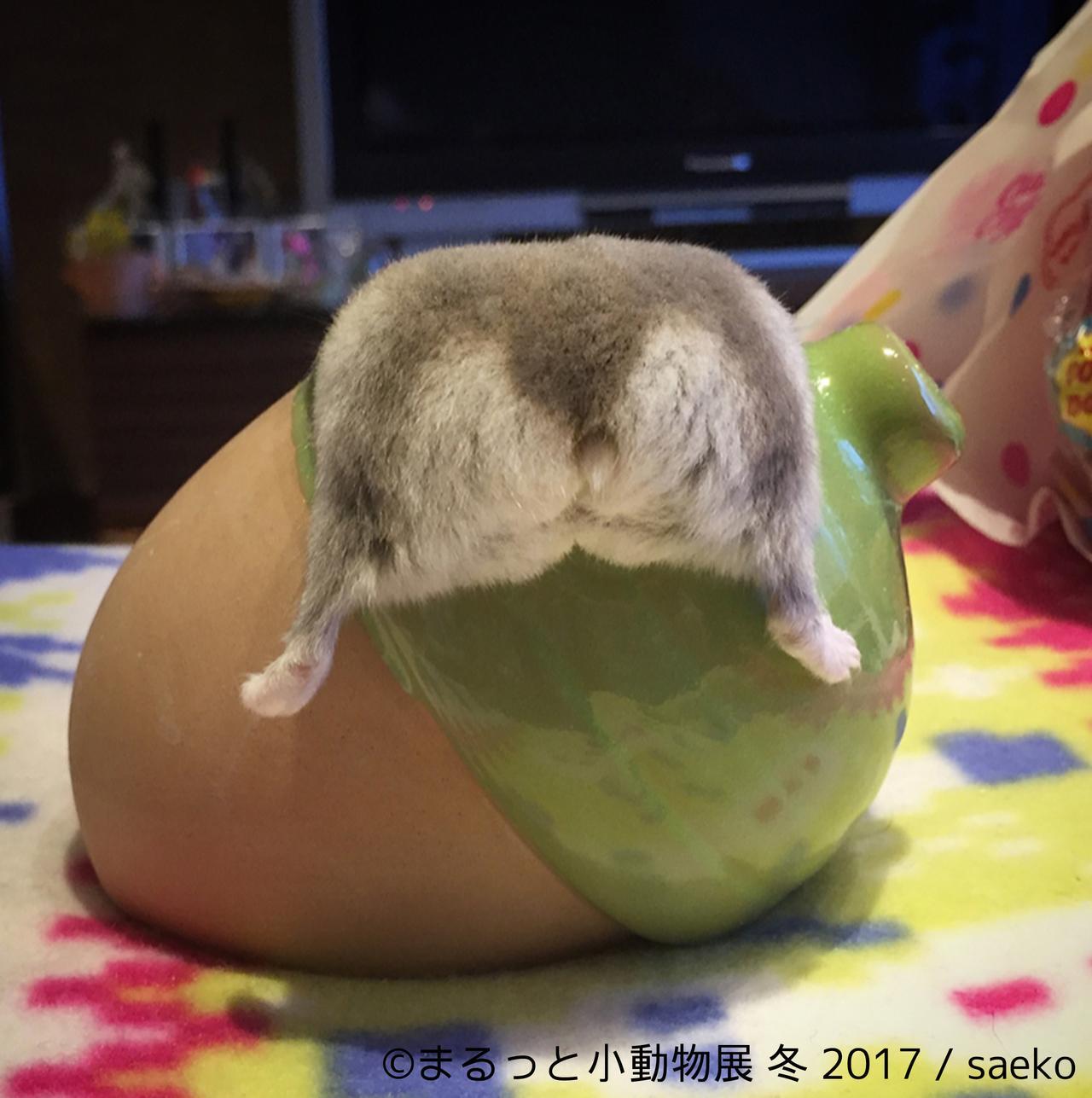 画像4: 「まるっと小動物展」見どころ