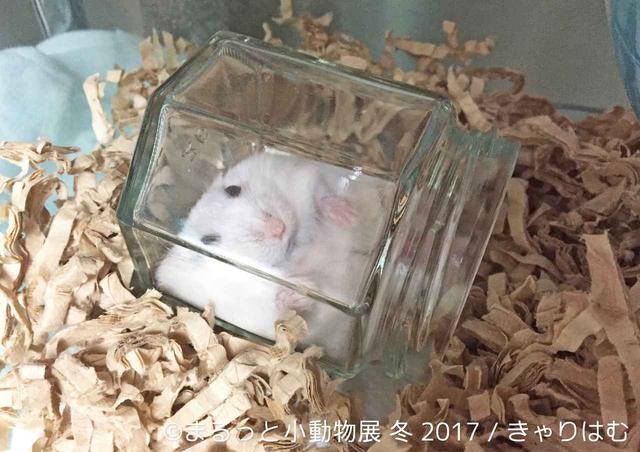 画像9: 「まるっと小動物展」見どころ