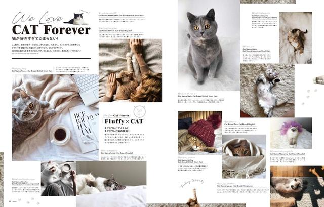 画像1: 4つめの特集は「We Love CAT Forever」