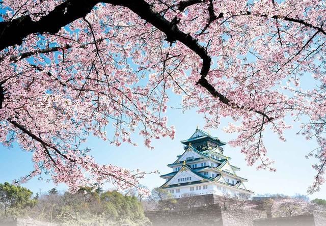 画像: 満開の桜が咲き誇る大阪城へのお花見や、春のおつかいものに最適です