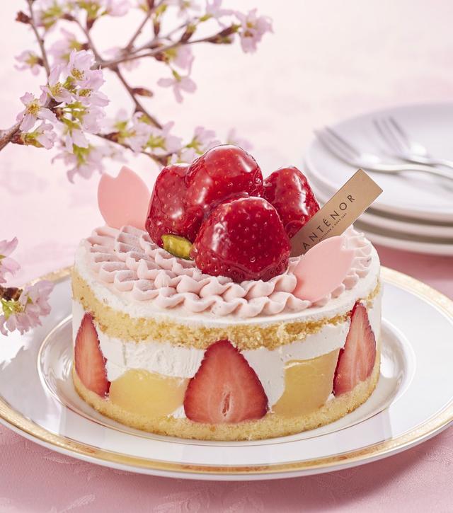 画像: 苺と白桃をサンド。上にはさくらクリームで満開の花びらを描きます。 <アンテノール>さくらアニバーサリー 径11.5cm 2,160円
