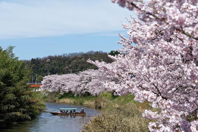 画像: 貸切船でお花見「大聖寺川の川下り」