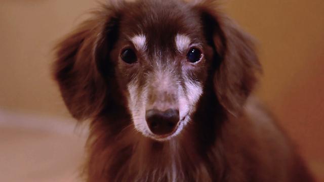 画像: ナレーションはペット犬!舞台はとある家庭