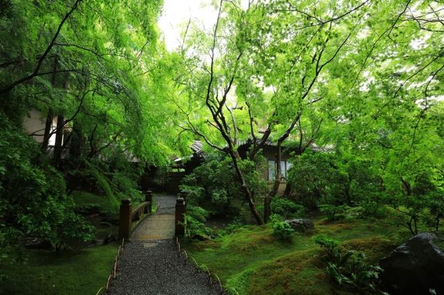 画像3: 行列必至の人気寺院「瑠璃光院」初の青もみじ貸切ライトアップ!