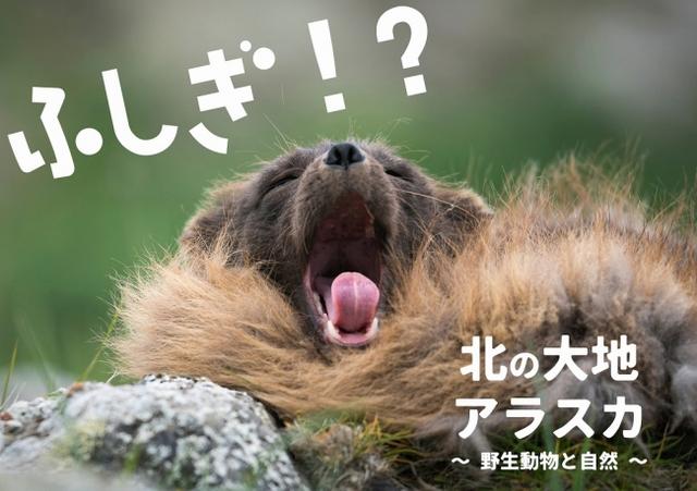 画像: 三島出身の写真家 中島渉(なかしまたかし)『アラスカ写真展』