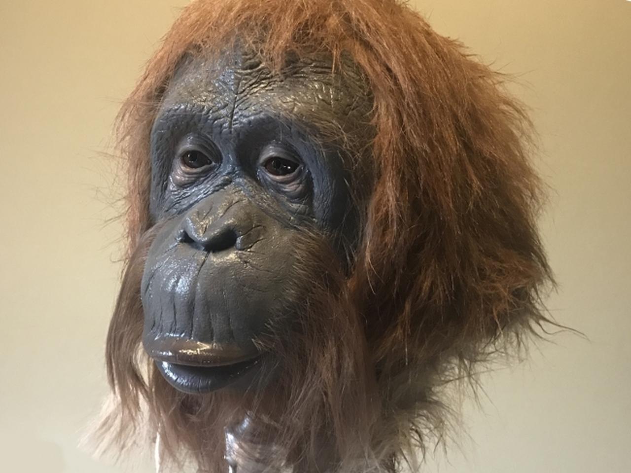 画像: 【4】特殊造形作家の技術を存分に生かしているので超リアル シワの一筋、毛の一本に至るまで完全手作業で作り上げています。 実際にお手にとっていただければ、その品質の良さは感じていただけるはずです。