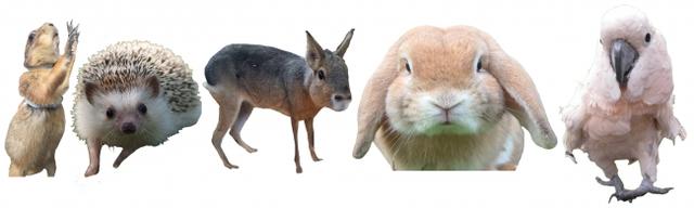 画像: 期間:4月29日(日)、30日(月) 時間:10:00~16:00
