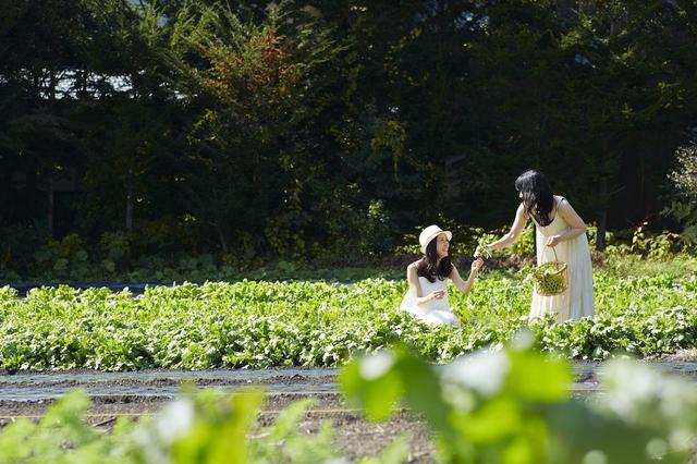 画像: POINT5/野菜畑ショートトリップ