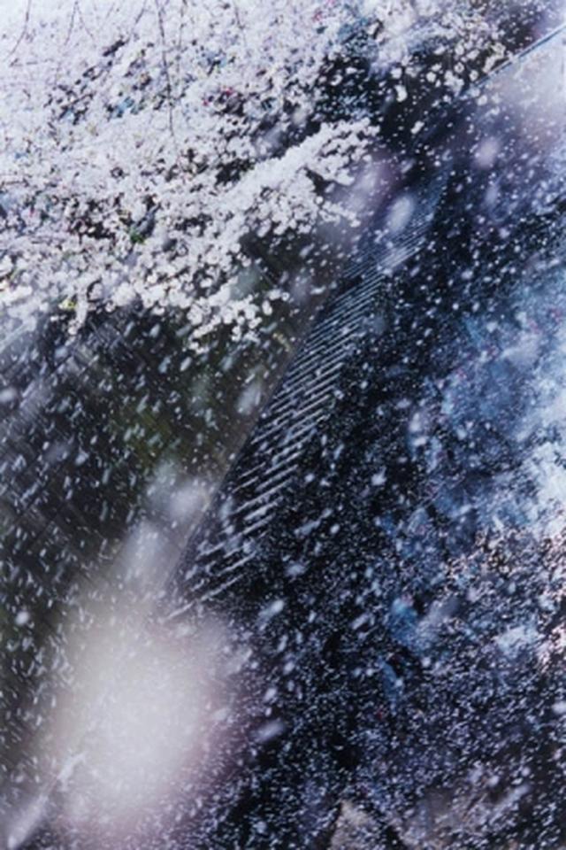 画像4: ©mika ninagawa, Courtesy of Tomio Koyama Gallery