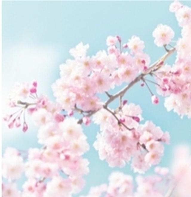 画像: Cherry Blossom スウィートなチェリーブロッサム。ほんのり上気した高揚感のあるような香り。 ※みずみずしい使用感