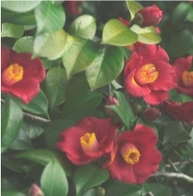 画像: Rich Camellia 奥深くセンシュアルなリッチカメリア。すべてを包み込んでくれるような香り。 ※最もしっとりした使用感