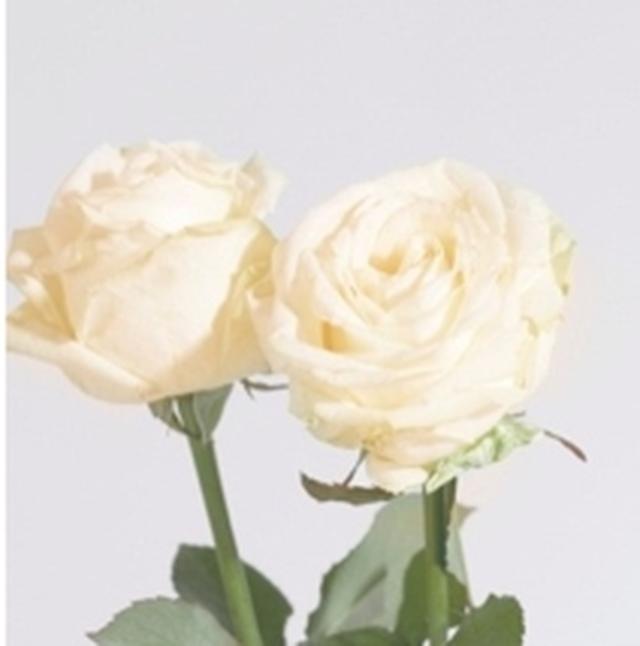 画像: White Rose クリアで透明感のあるホワイトローズ。心までも浄化されるような香り。 ※みずみずしい使用感