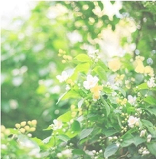画像: Floral Green リフレッシュ感のあるフローラルグリーン。気持ちから凜とひきしめてくれるような香り。 ※もっともみずみずしい使用感