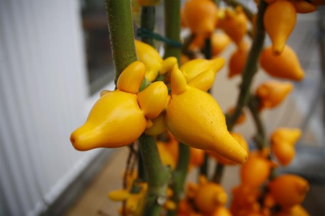 画像3: 神戸メリケンパークの植物園のようなカフェに、大きな『おばけカボチャ』が登場!