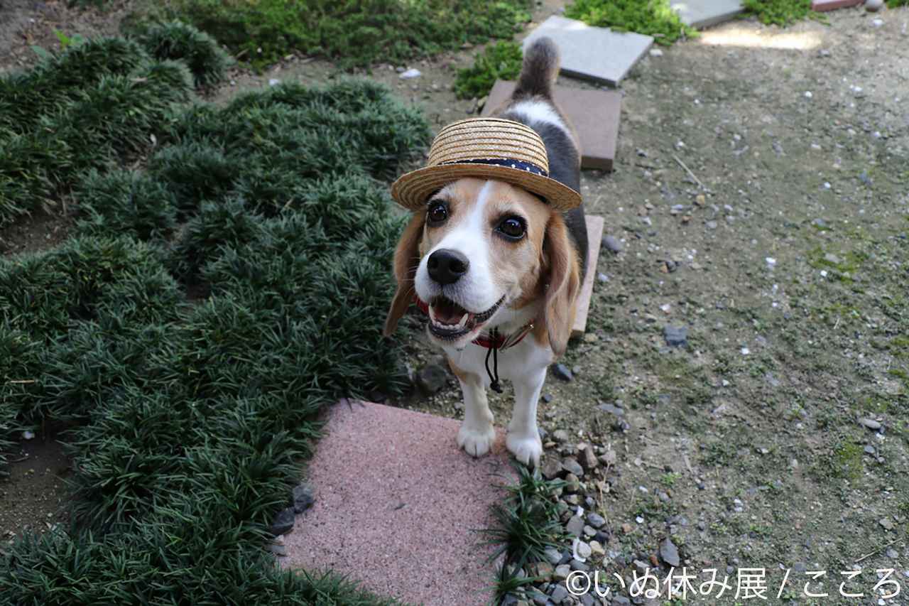 画像6: 「いぬ休み展」とは?