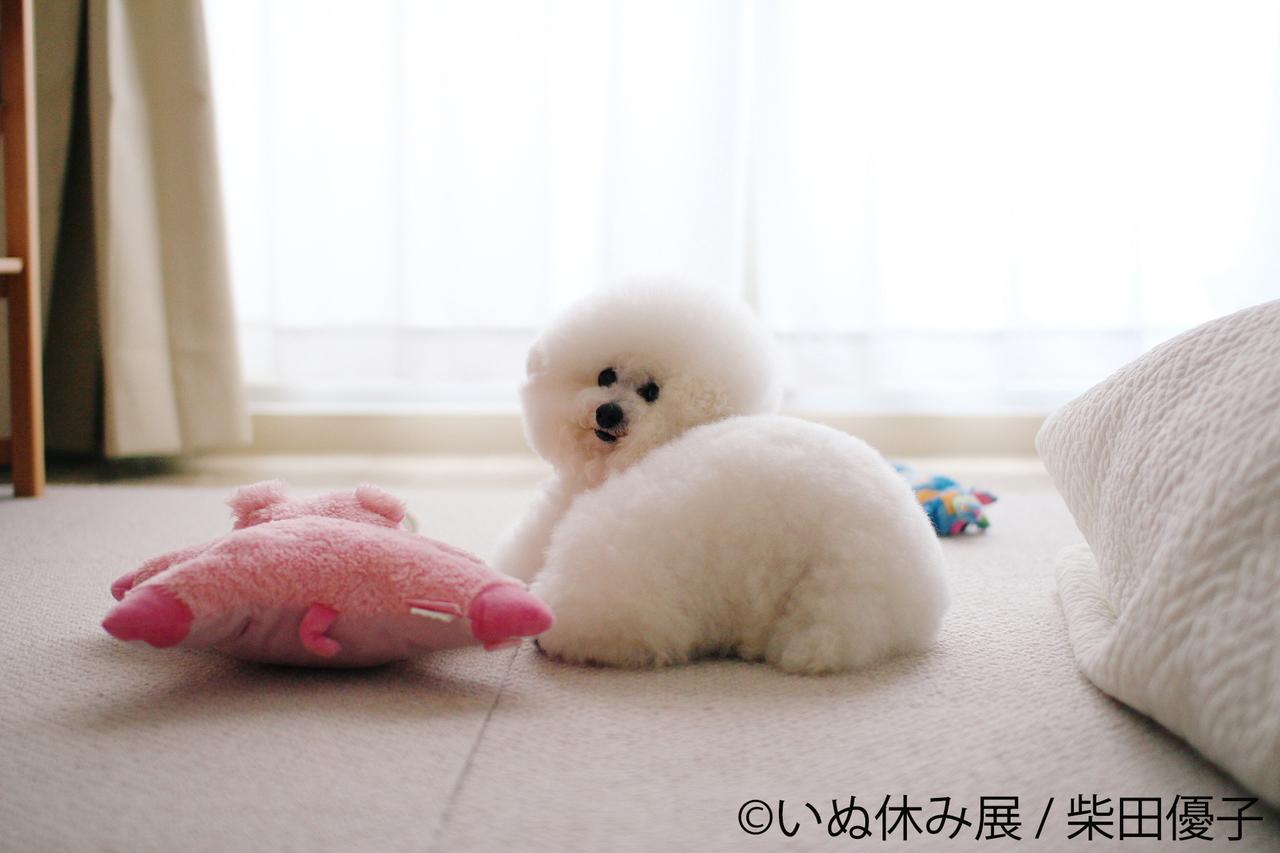 画像: 今年は猫より犬!?「いぬ休み展」東京・名古屋で開催!