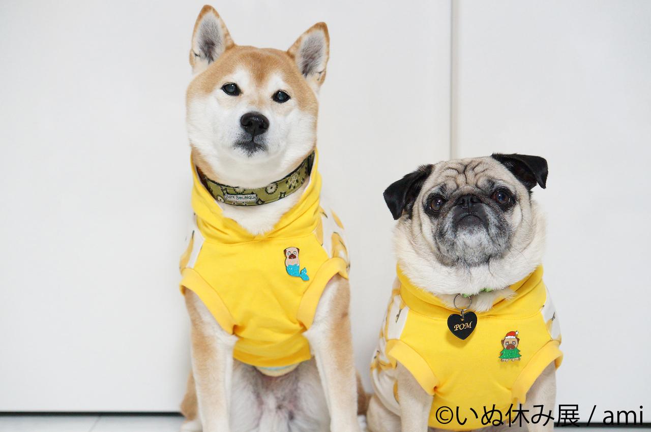 画像3: 「いぬ休み展」とは?