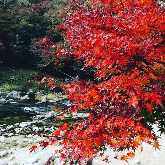 画像2: 美しすぎるライトアップは、香嵐渓で。
