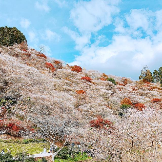画像2: 桜ともみじが一度に?!コントラストが素晴らしい絶景スポット!