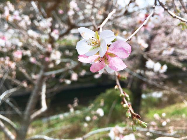 画像1: 桜ともみじが一度に?!コントラストが素晴らしい絶景スポット!
