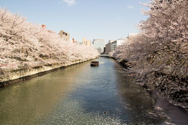 画像2: 【星のや東京】人力車と舟から眺める夜桜を楽しむ 「東京・夜桜舟あそび」