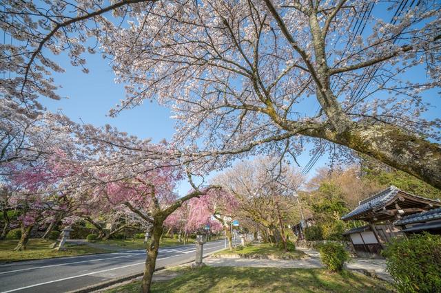 画像10: 【星野リゾート ロテルド比叡】春の京都・比叡山をおさんぽしながら楽しく厄払い「比叡山やくばらい散歩・春」
