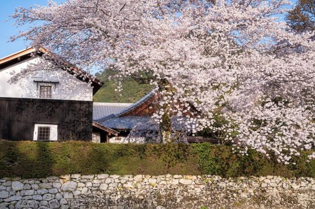 画像1: 【星野リゾート ロテルド比叡】春の京都・比叡山をおさんぽしながら楽しく厄払い「比叡山やくばらい散歩・春」