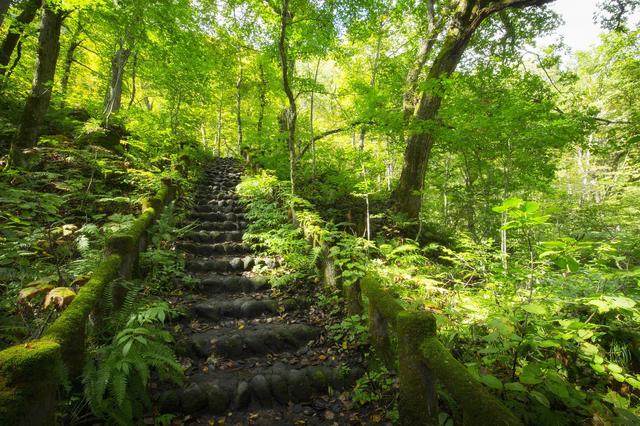 画像4: 4つの体験を通して苔の魅力を満喫できる宿泊プラン