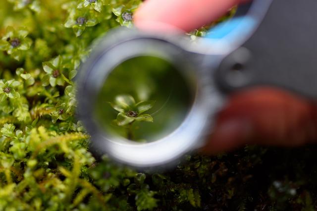 画像2: 4つの体験を通して苔の魅力を満喫できる宿泊プラン