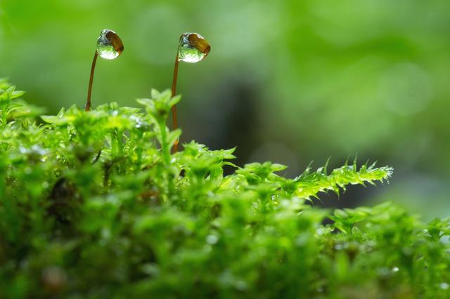 画像1: 4つの体験を通して苔の魅力を満喫できる宿泊プラン